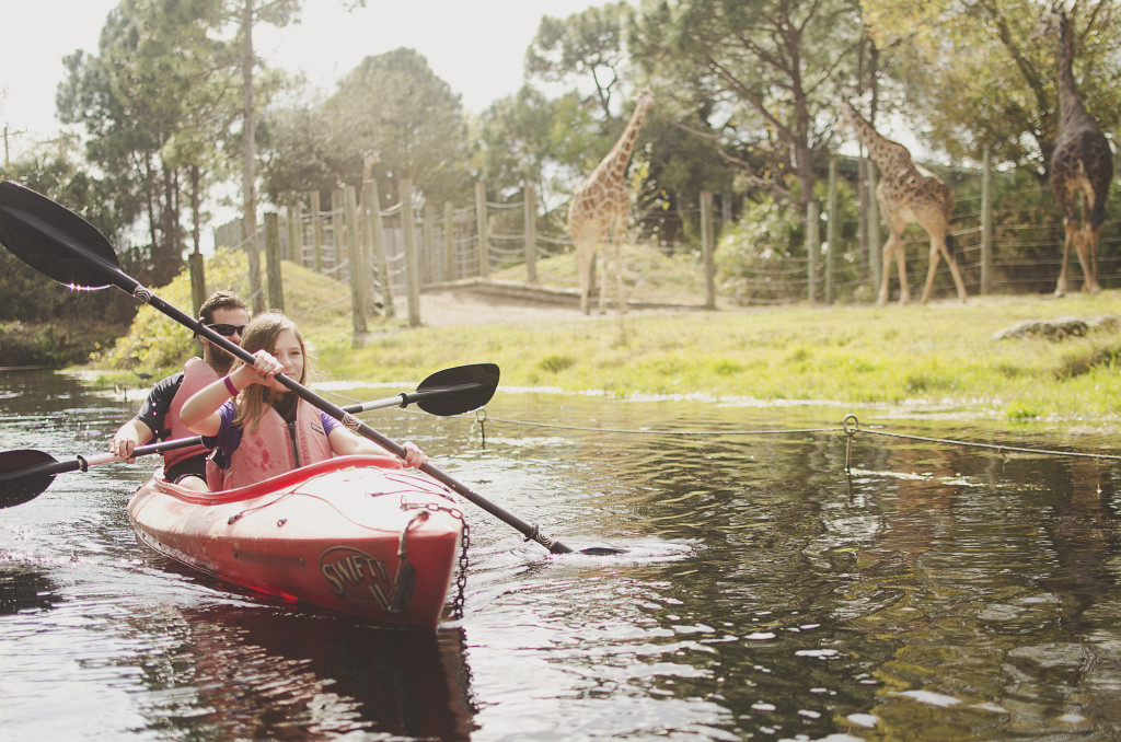 Kayaking with giraffes