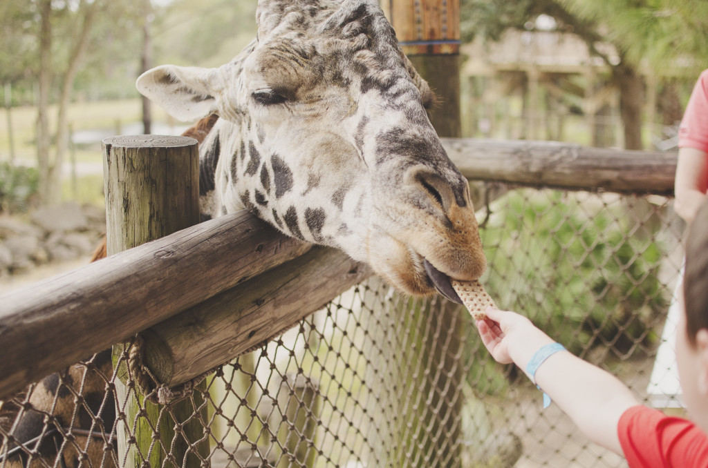 feeding giraffes at Brevard Zoo