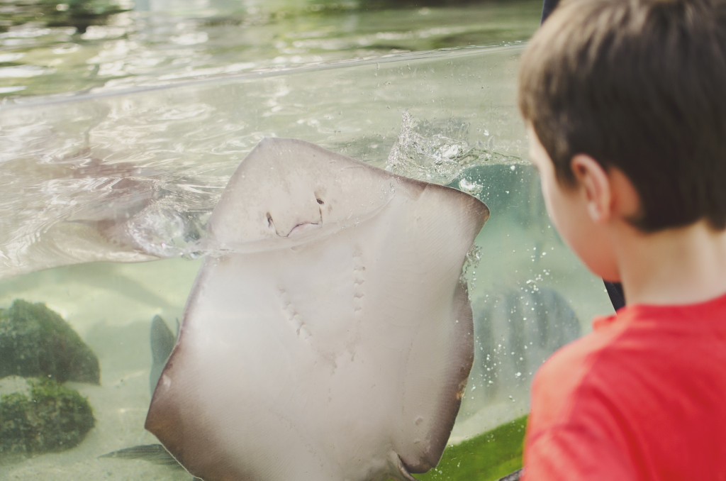 feeding sting rays at Brevard Zoo