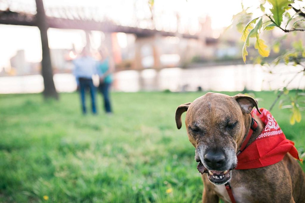 couple and dog at Queensborough bridge 