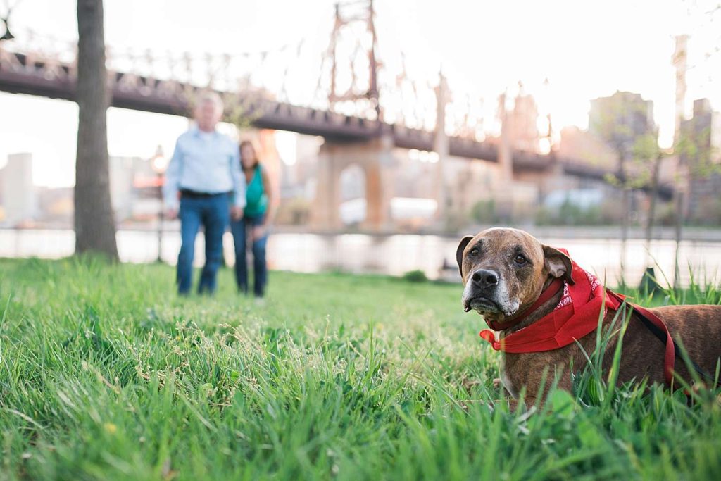 cute dog in a hankerchief and humans