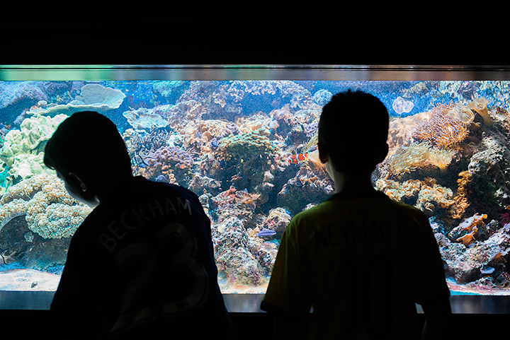 Travel photography Boston aquarium