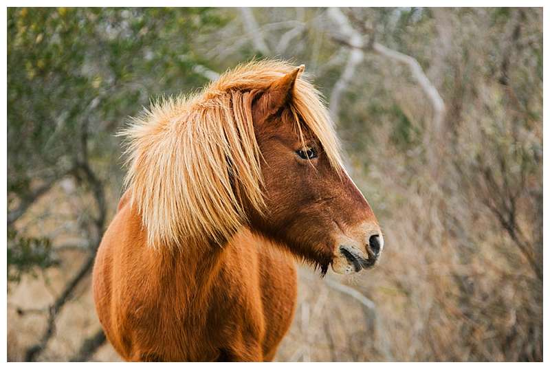 Assateague National Seashore Travel Photography wild pony