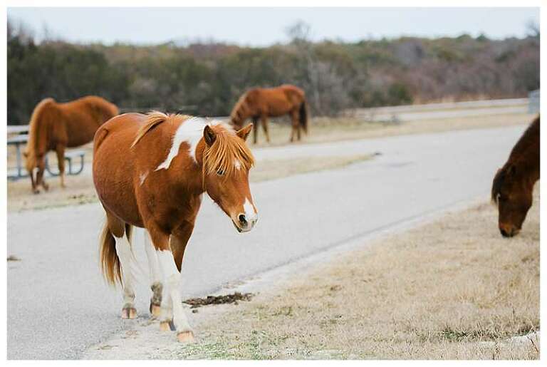 Assateague National Seashore Travel Photography ponies will come right up to you