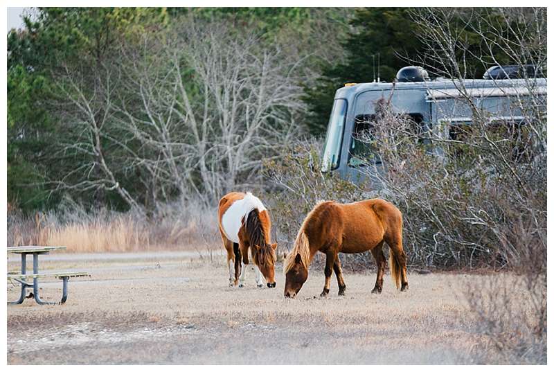 Assateague National Seashore Travel Photography ponies right in the camp sites