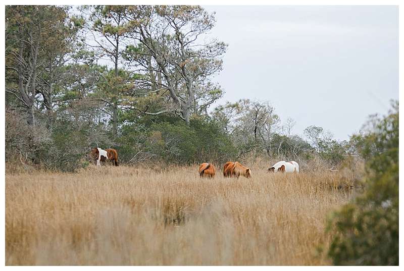 Assateague National Seashore Travel Photography ponies in the glen