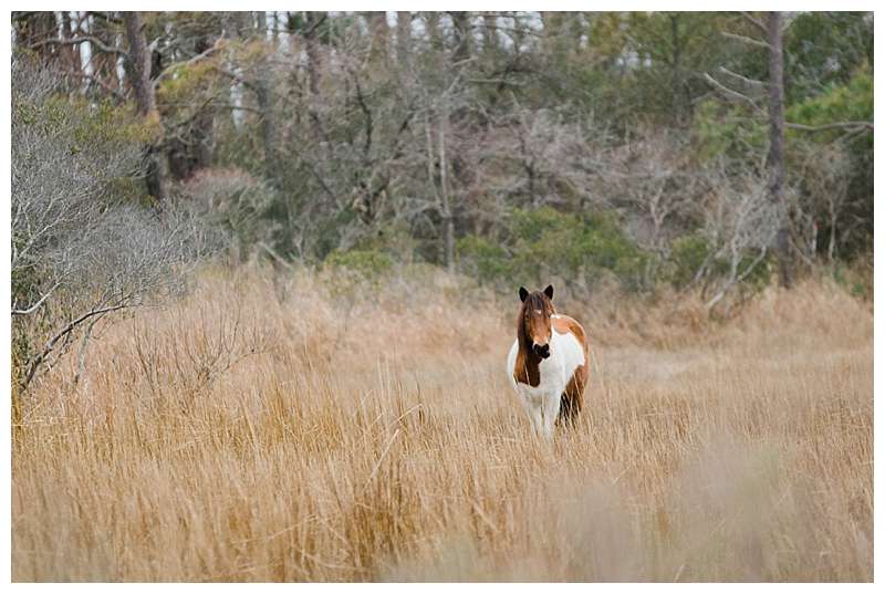 Assateague National Seashore Travel Photography pony in the glen