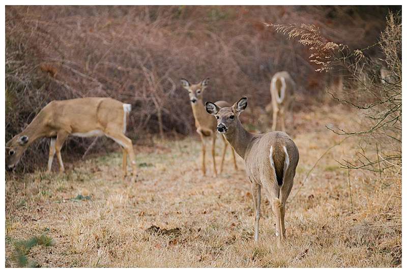 Assateague National Seashore Travel Photography deer too