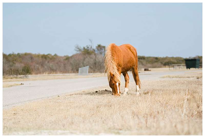 Assateague National Seashore Travel Photography pony 