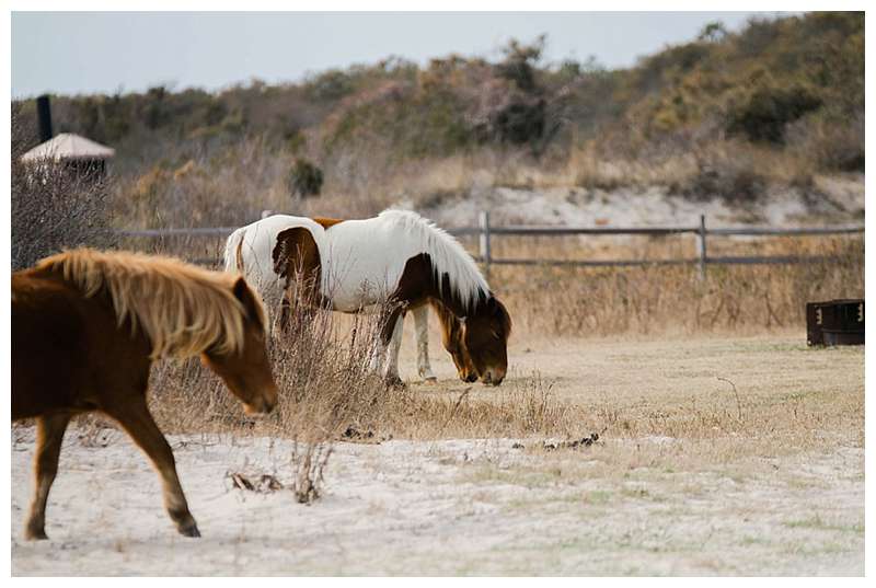 Assateague National Seashore Travel Photography wild ponies in Maryland