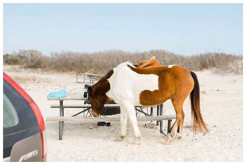 Assateague National Seashore Travel Photography wild ponies at the beach camp site