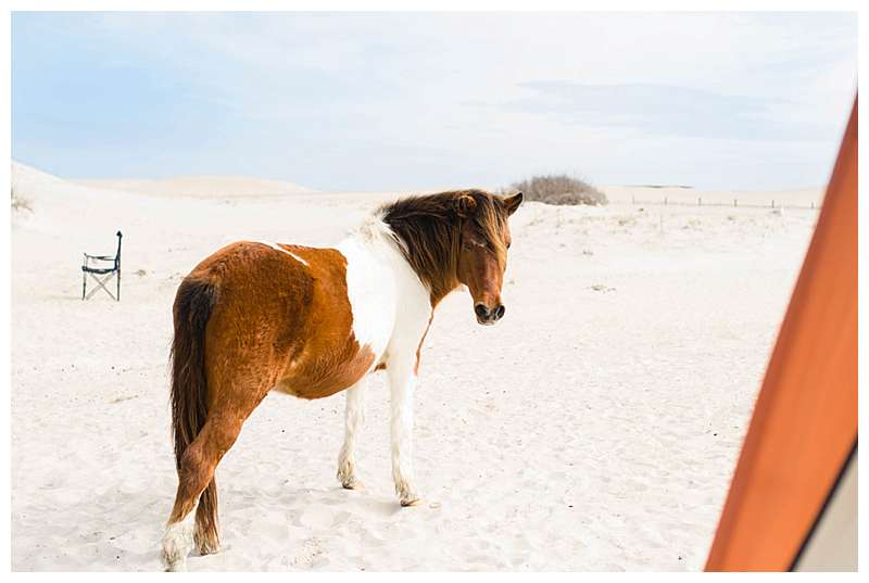 Assateague National Seashore Travel Photography wild pony in campsite
