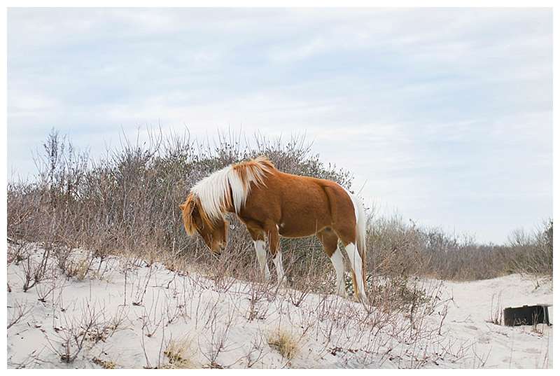 Assateague National Seashore Travel Photography wild pony in the sand dunes