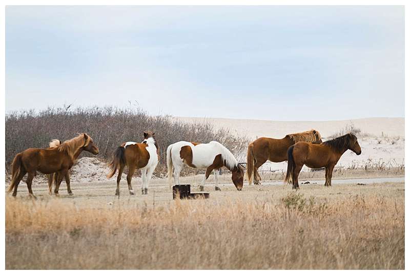 Assateague National Seashore Travel Photography wild ponies on the beach