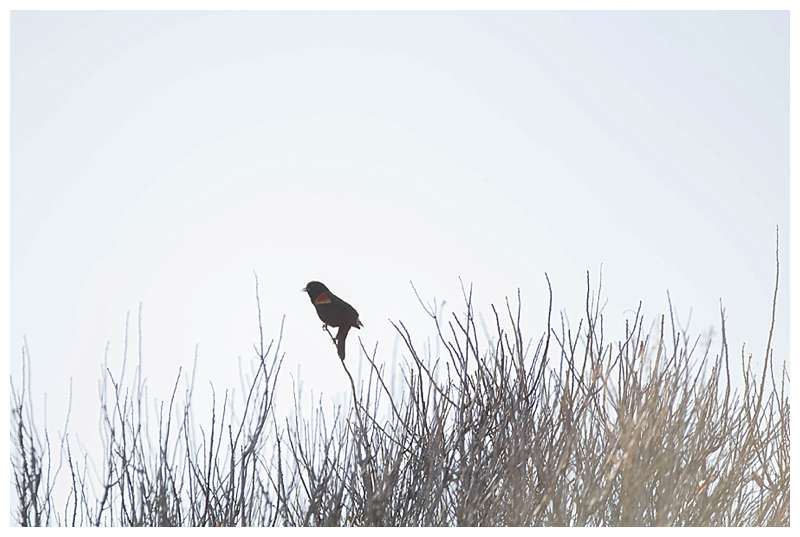 Assateague National Seashore Travel Photography great bird watching