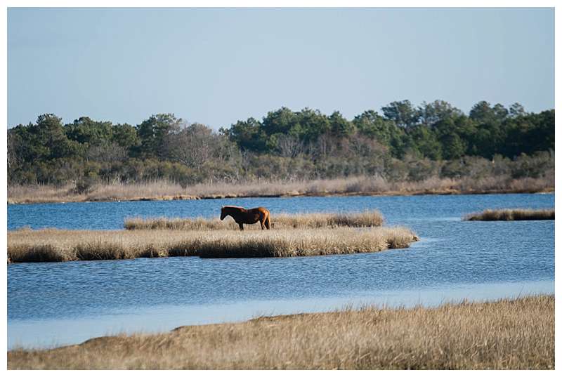 Assateague National Seashore Travel Photography wild pony pretty view