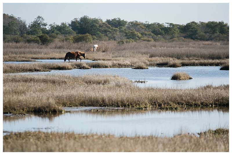 Assateague National Seashore Travel Photography wild ponies in the marsh