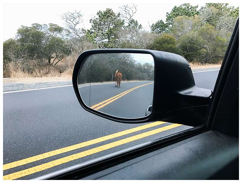 Assateague National Seashore Travel Photography wild pony on the road