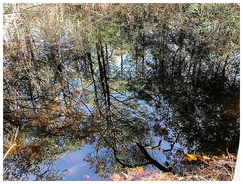 Assateague National Seashore Travel Photography trees reflecting in the water