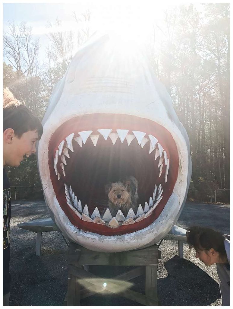 Assateague National Seashore Travel Photography feeding Oliver to the Sharks