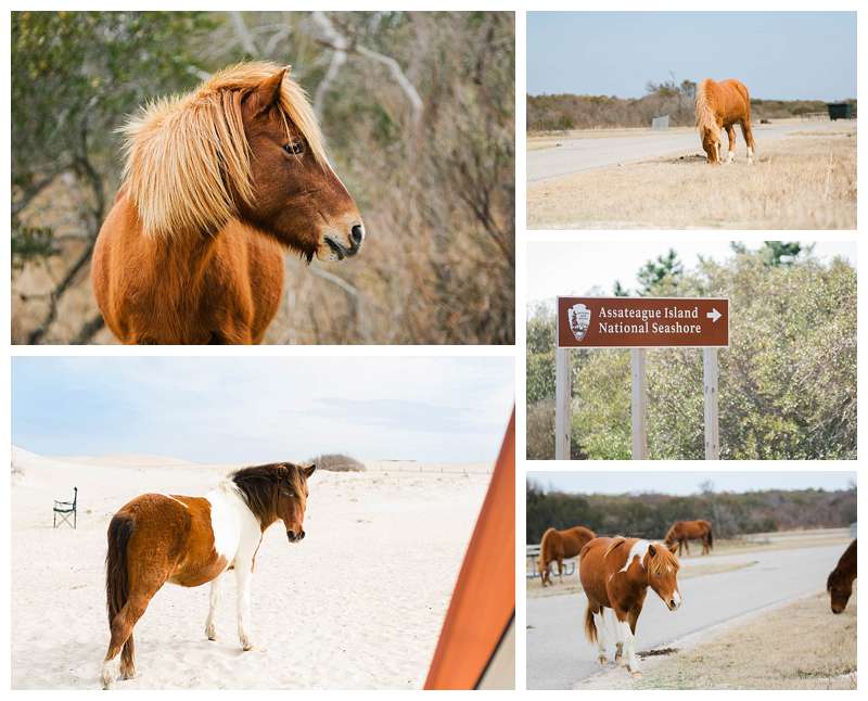 Assateague National Seashore Travel Photography camping trip