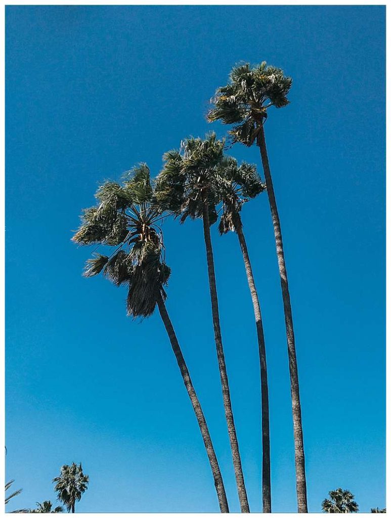 palm trees Los Angeles