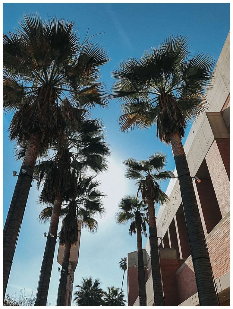 Palm Trees LA