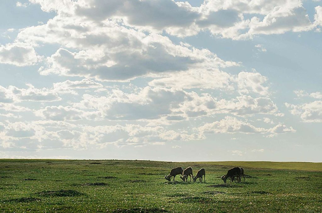 Family Travel Photography Mount Goats The Badlands