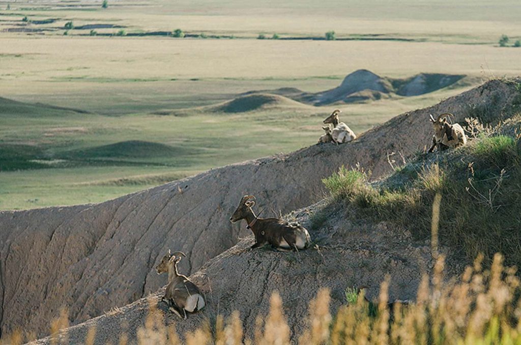 Family Travel Photography National Parks wild life the Badlands