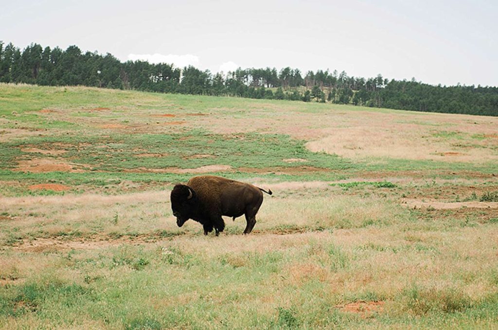 Family Travel Photography Wind Cave National Park Wild Buffalo