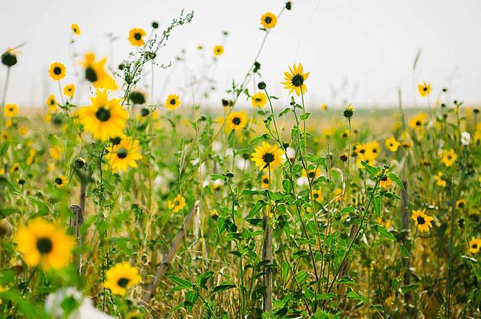 sunflower fields in july outside denver