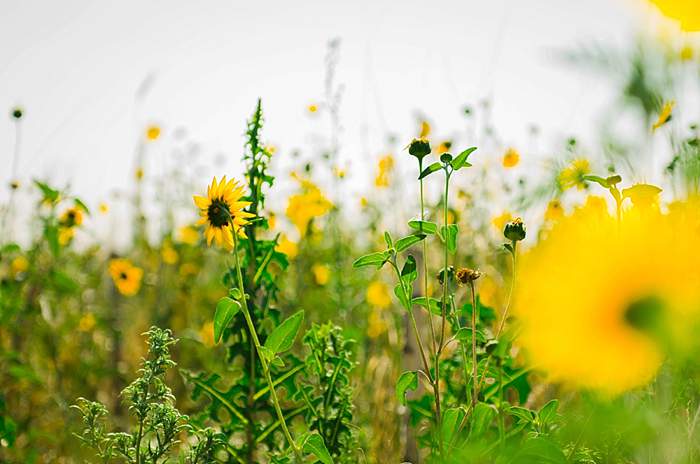 July sunflower fields near Denver Airport