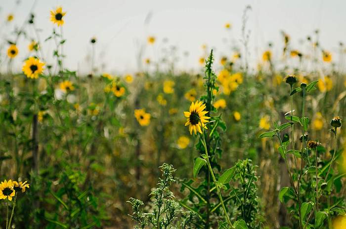 Sunflower fields outside Denver airport