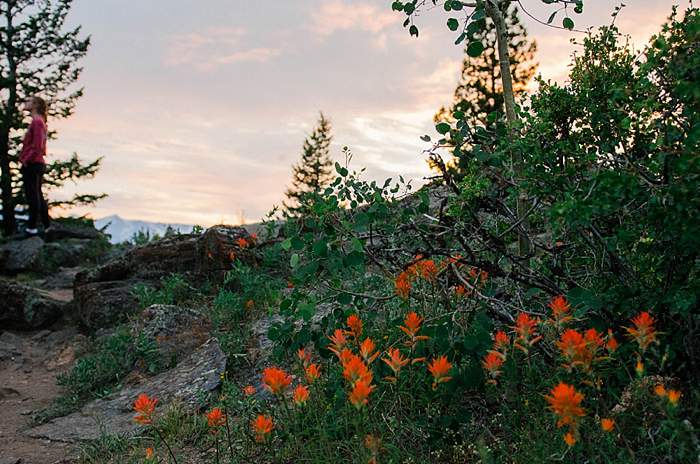 roosevelt forest sunset