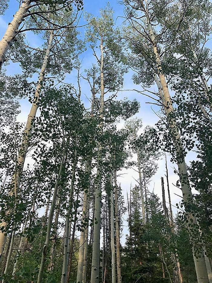 tall trees in Roosevelt national forest