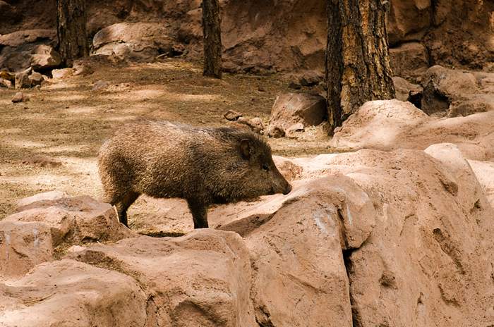 Mother Daughter US Road Trip Javelina 