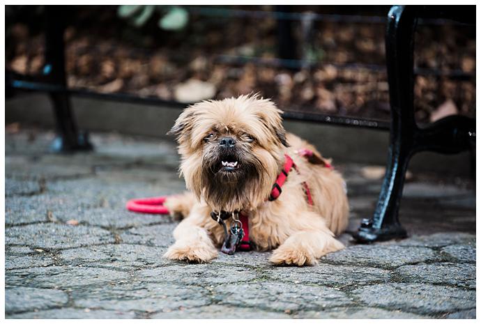 Manhattan Family Photos Madison Square Park family dog