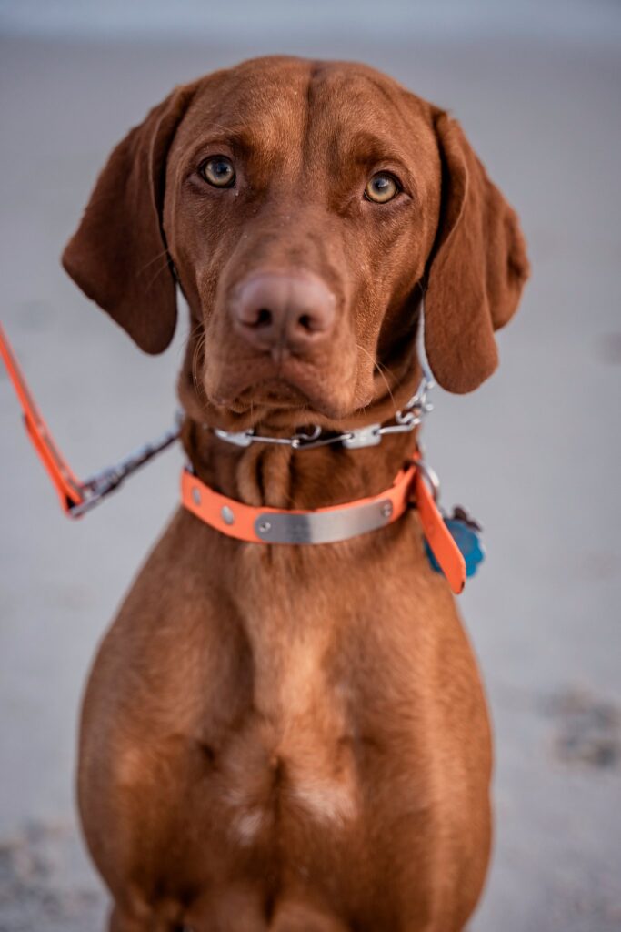 dog portraits Long Beach Long Island dog portrait