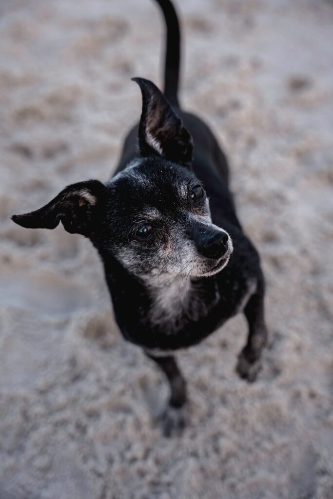 dog portraits Long Beach Long Island senior dog