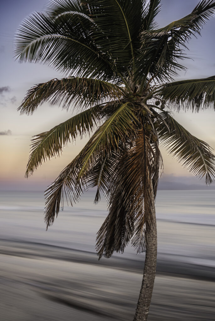 Leslie Levine Photography  palm tree